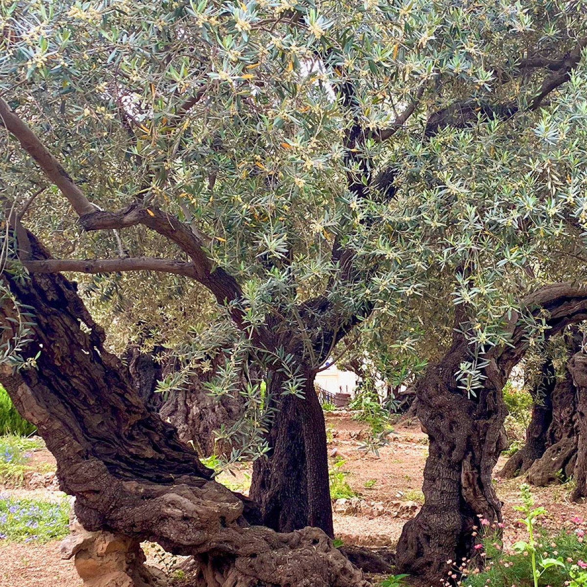 Gethsemane