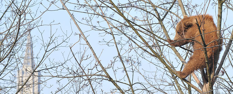 Baerenpark Header Foto 213