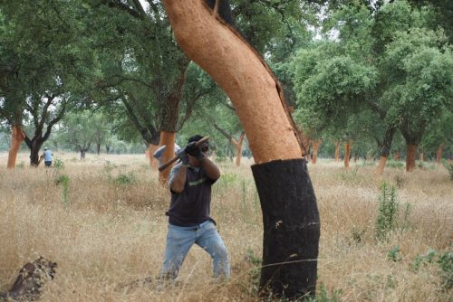 Cork Harvest