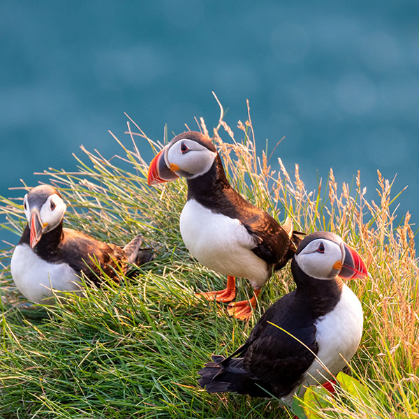 Puffins