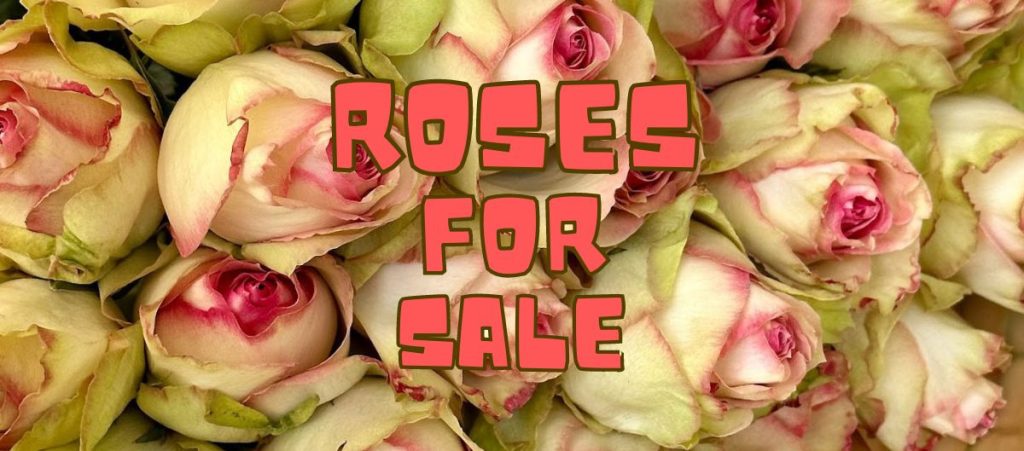 Vibes Slider 1024x451