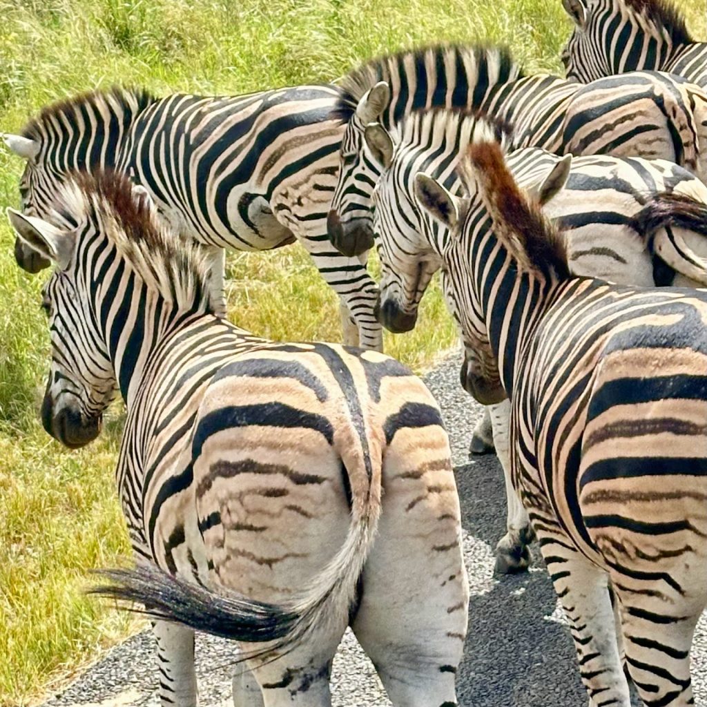 IMG 5582 1 1024x1024