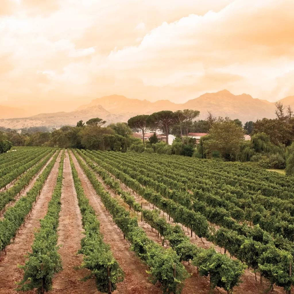 Wander The Western Cape South Africa A HERO FranschhoekZA Antonij Rupert Wines PhotoCredit Danie Nel 1920x1280 1024x1024