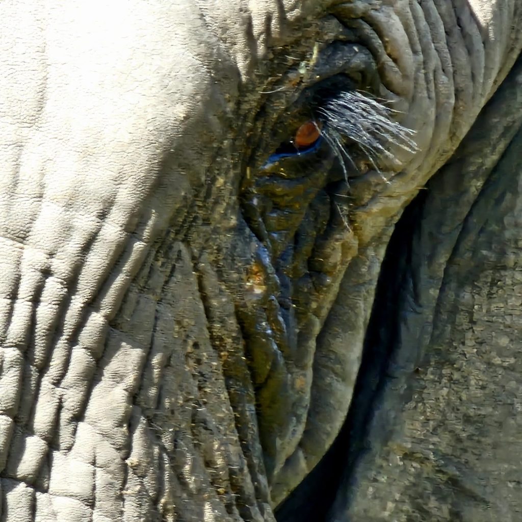 D10fed8a 8837 4845 801e C8f18b34c497 1024x1024