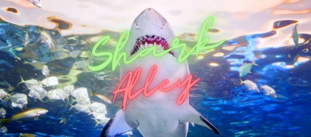 Shark Alley 4 1024x451