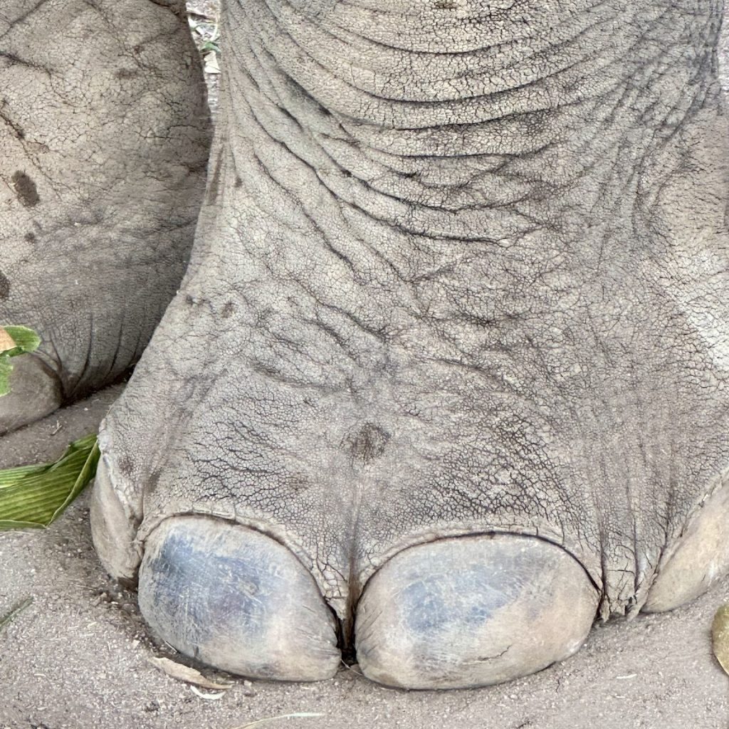 Elephant 6 1024x1024