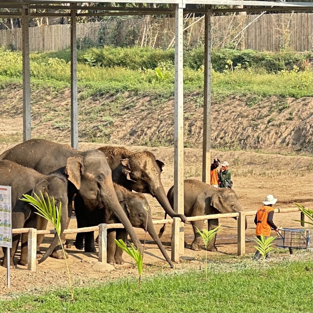 Elephant 7 1024x1024