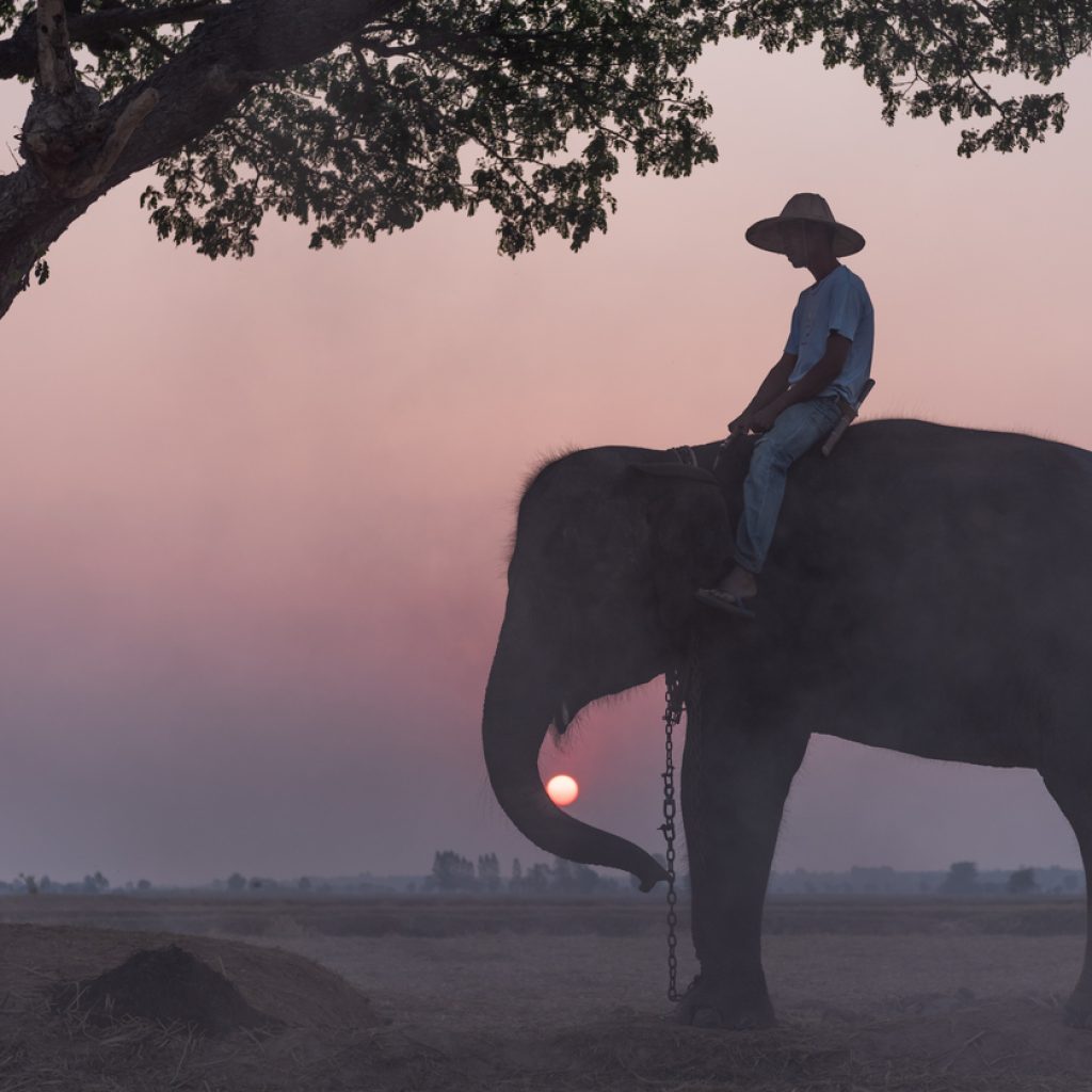 Elephant Slider 1024x1024