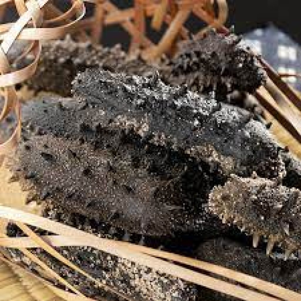 Sea Cuccumber 1024x1024