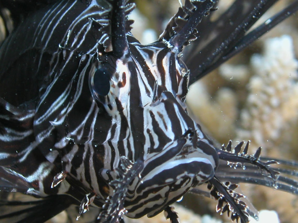 lionfish