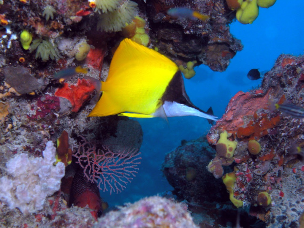 longnose butterflyfish
