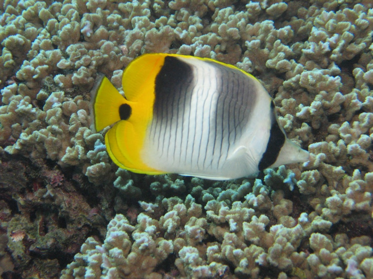 pacific false eye butterflyfish