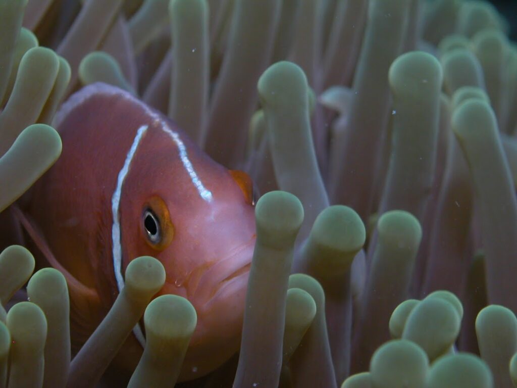 pink anemonefish 2