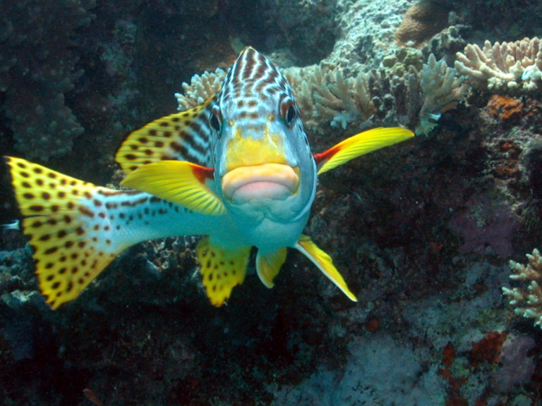 sweetlips