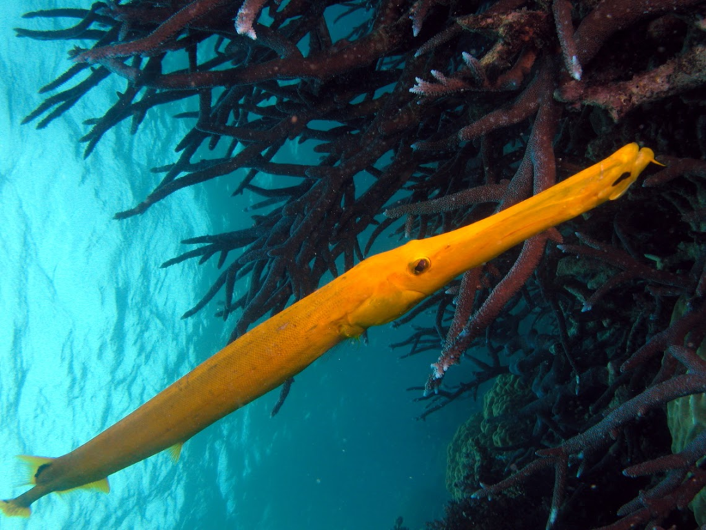yellow trumpetfish