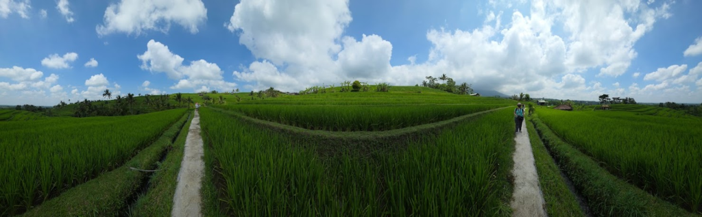 rice
