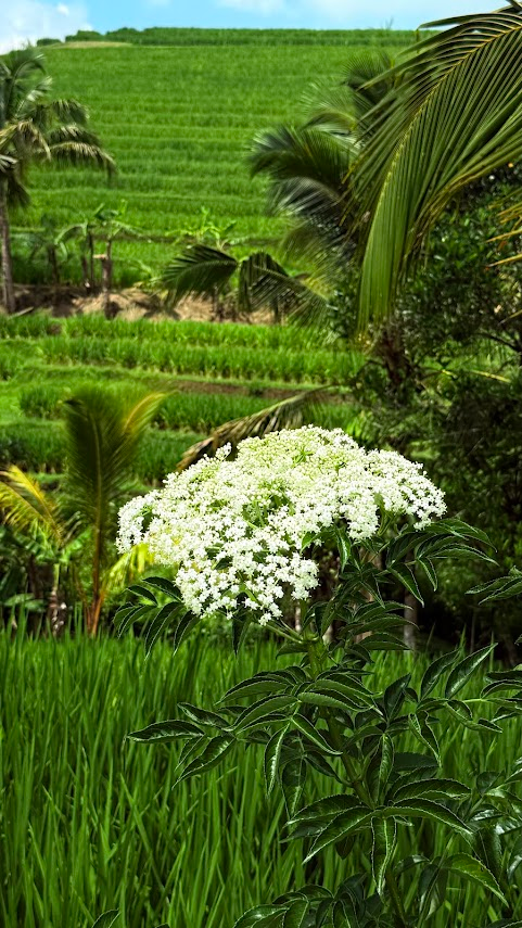 rice 3 vert
