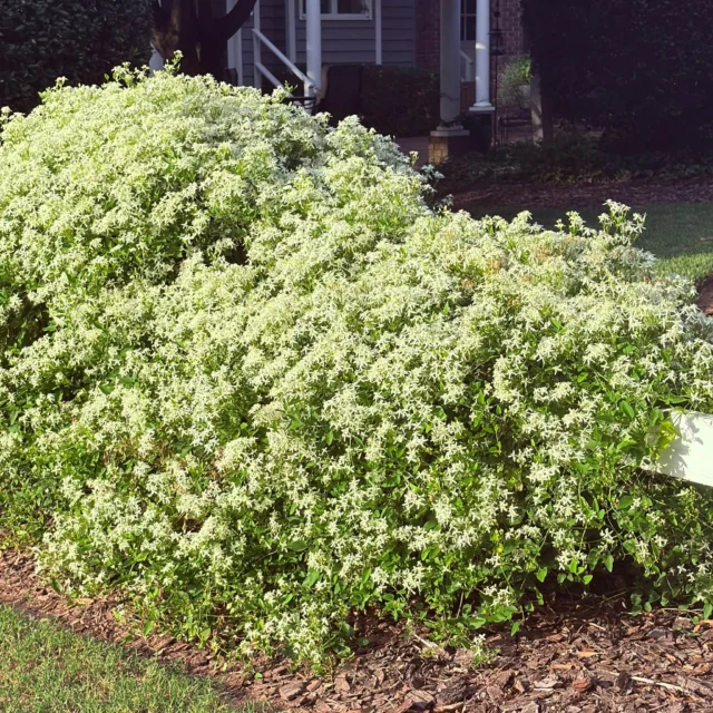Just when the rest of the garden is considering retirement, autumn clematis arrives late, overdressed, and determined to be the main character. Tiny white blooms. Heavenly fragrance. Absolutely no respect for boundaries. 🤍